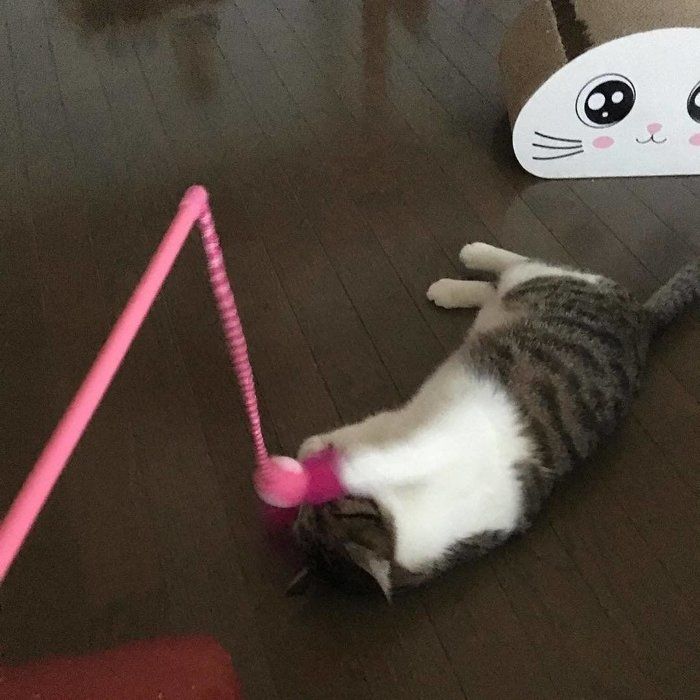 お気に入りの猫じゃらしで遊ぶ ゴットバトラー船長くん