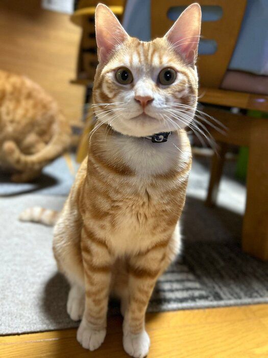 1才の猫