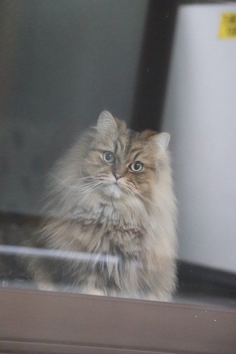 窓越しに見つめるペルシャ