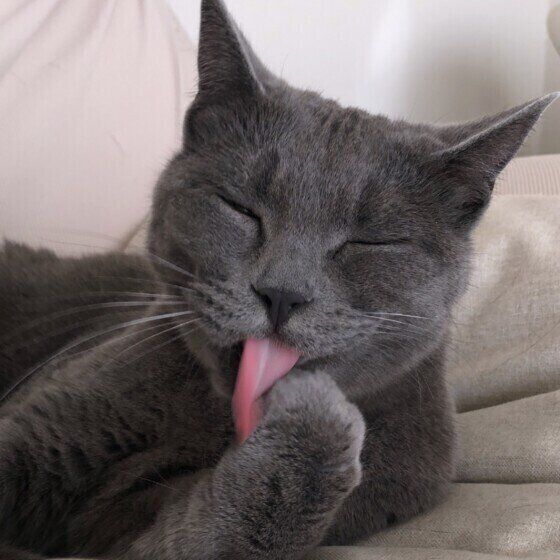 グレー猫のグレちゃん