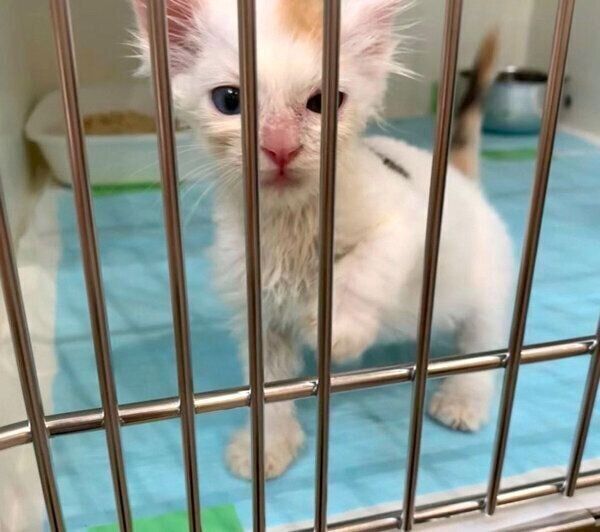 保健所で初対面したときのめろんちゃん