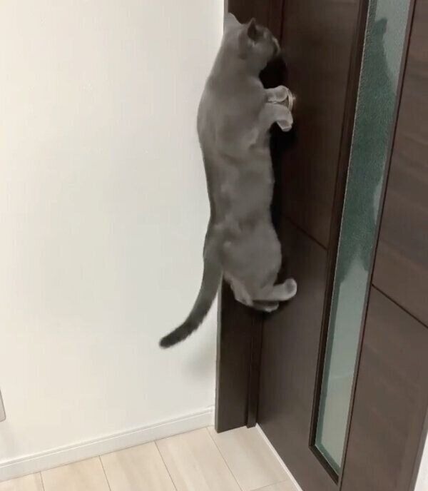 ジャンプするるなちゃん