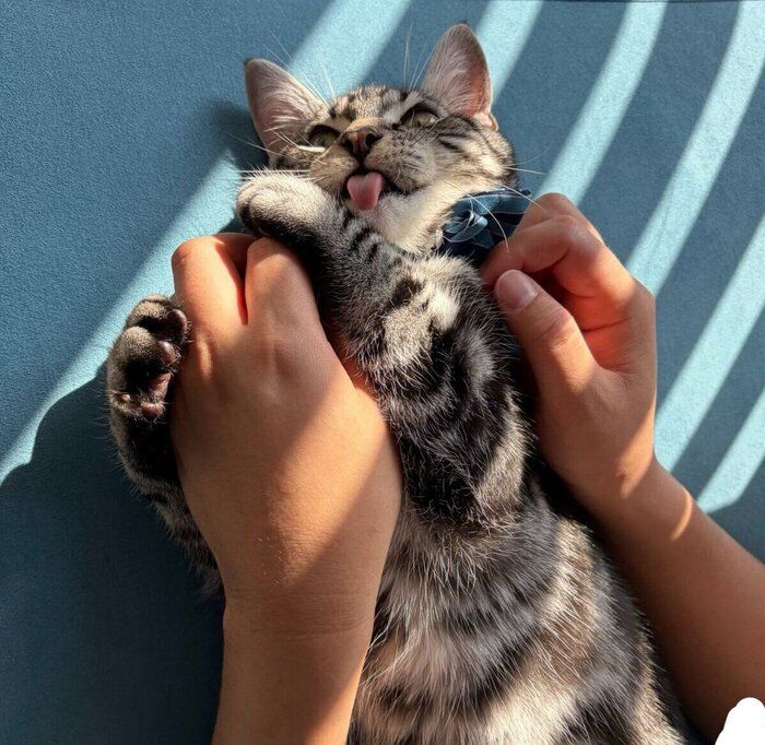 飼い主さんとじゃれ合うやくもくん