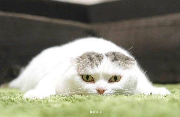 ぐでっとするライくん