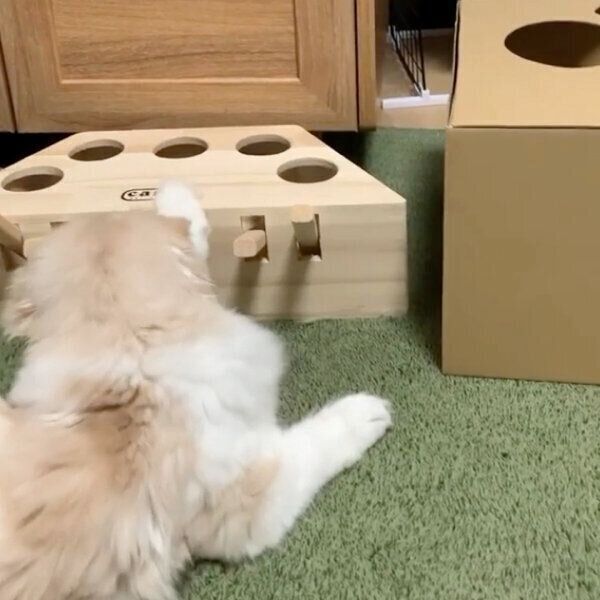 おもちゃの遊び方を教わるにゃん鈴ちゃん