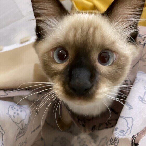 見つめるMix猫