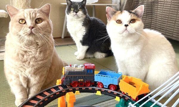 生まれて初めて電車のおもちゃを見たみかんちゃん、じろうさん、あんみつちゃん