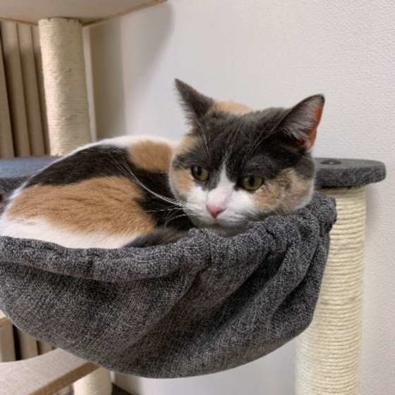 キャットタワーと猫