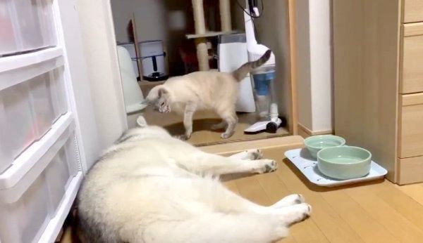 ゆきちゃんに猫パンチをするしゃちちゃん