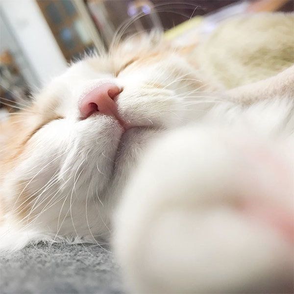 のぶおちゃん