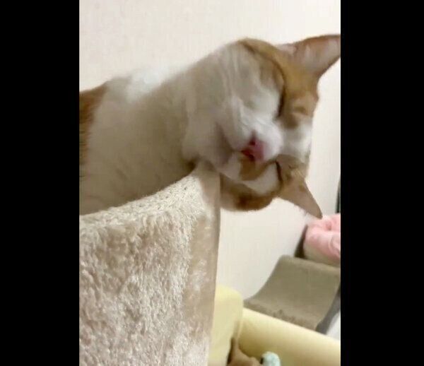 カクン…となるゆずちゃん