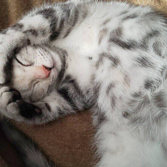 眠るアメリカンショートヘア