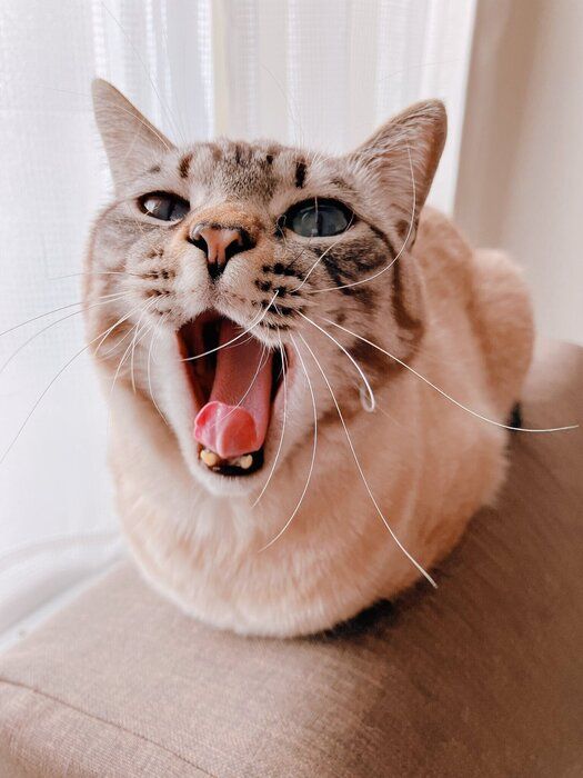 あくびをするネスくん かわいすぎる