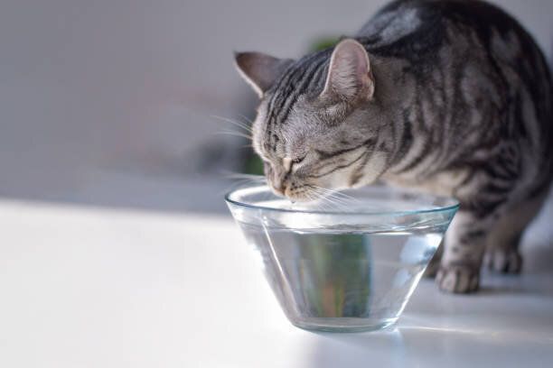 猫飲料水