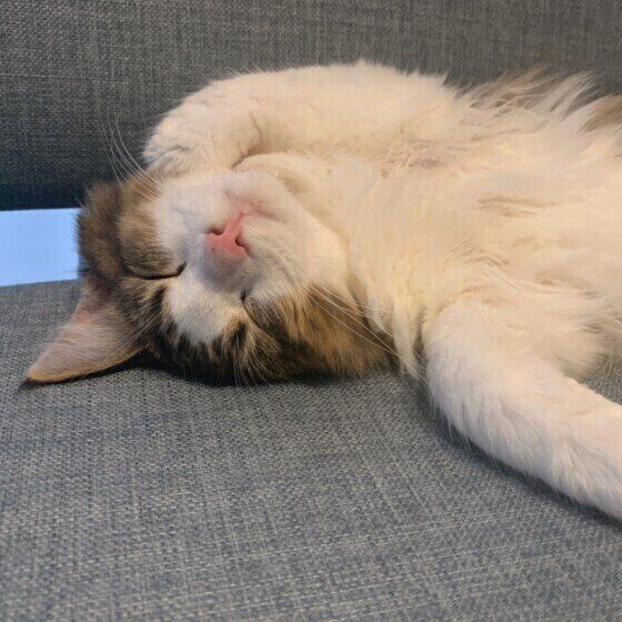 気持ちよさそうに眠るノルウェージアンフォレストキャット