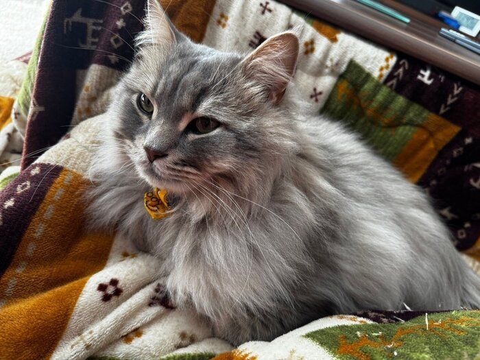 飼い主の膝の上に乗るサイベリアン