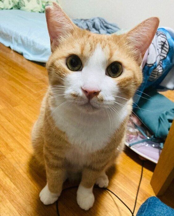 シャシャくんの素顔がこちら
