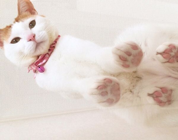 肉球を見せるむぎちゃん