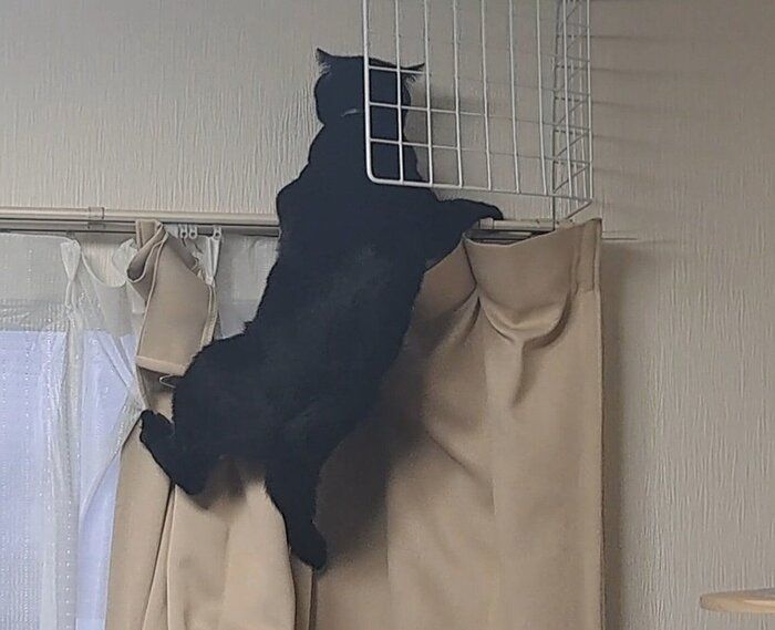 カーテンレールに登ろうとするクロちゃん