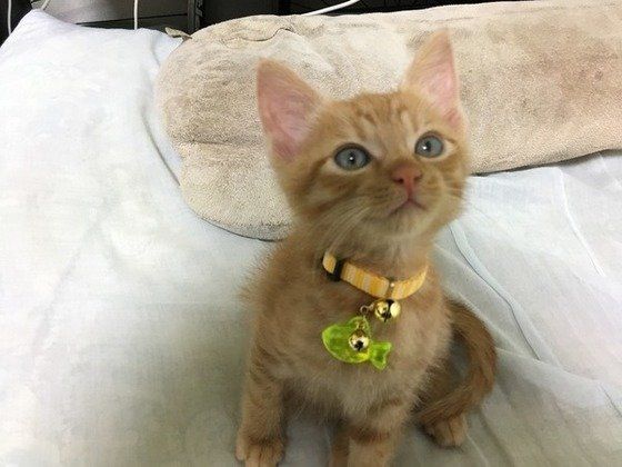 見つめる子猫