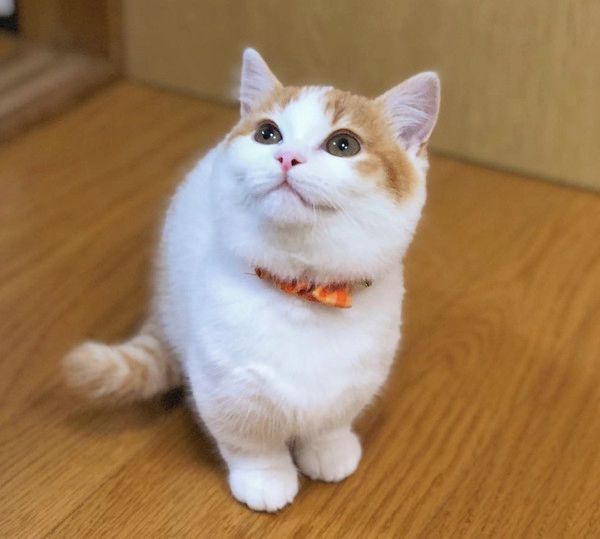 ごはんがほしいマンチカン
