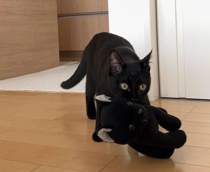黒猫のぬいぐるみ「クロちゃん」を連れて歩くるなちゃん