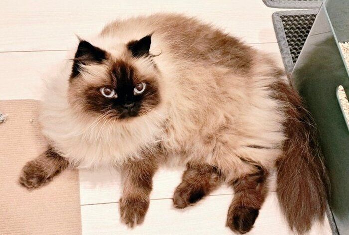 もふもふのハルくん。