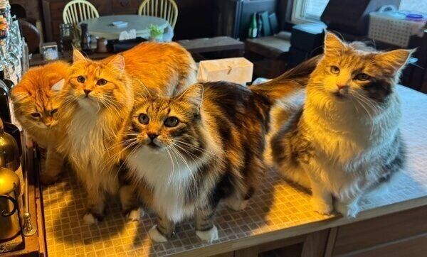 4匹の猫たちが集合