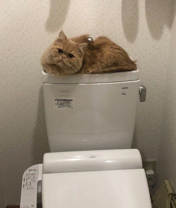トイレのタンクに乗るちゃまちゃん
