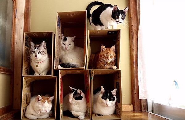箱に入る猫