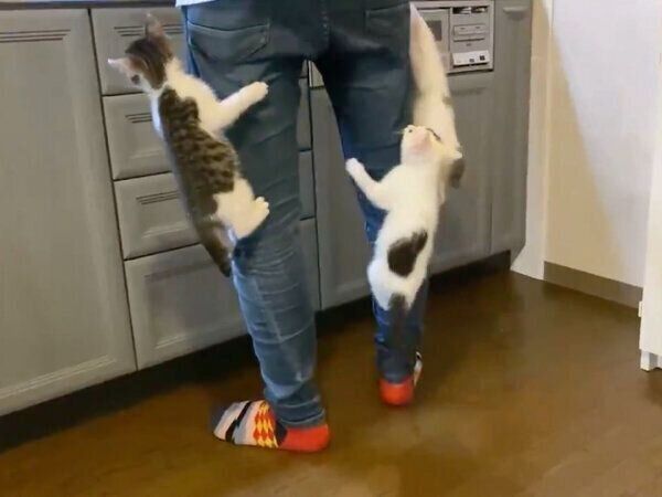 ごはんが待てない子猫たち