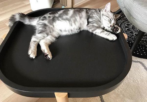 眠る猫