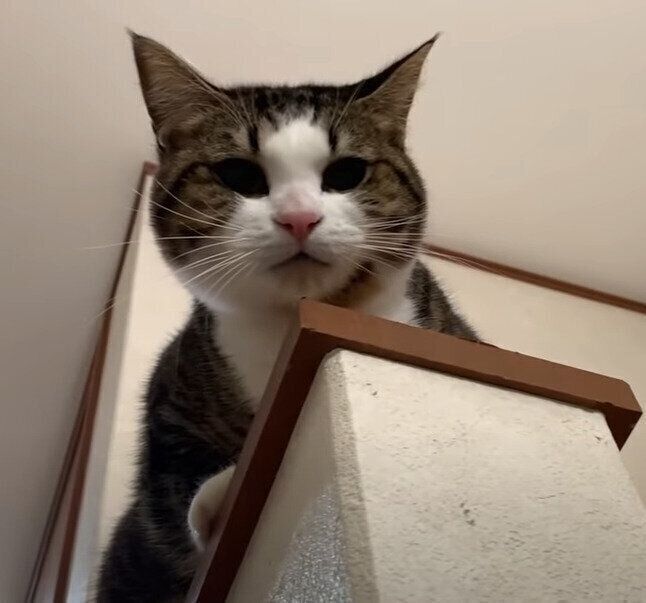見下ろす猫