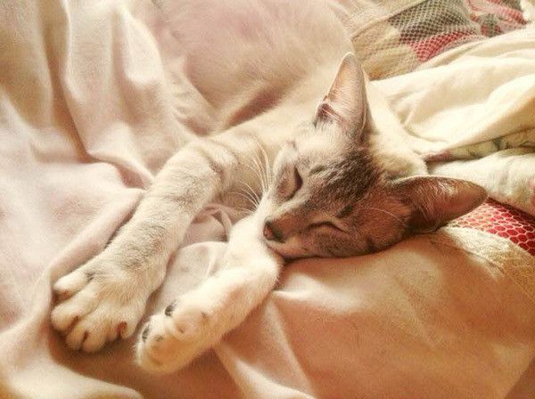 眠る猫