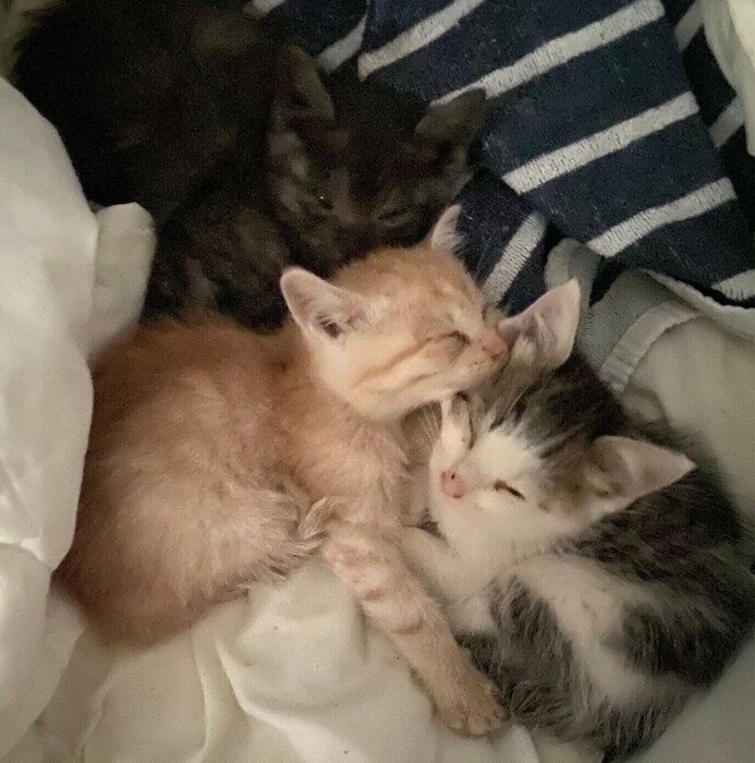 寄り添って眠る3匹の子猫