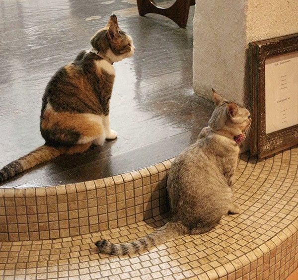 並ぶ猫