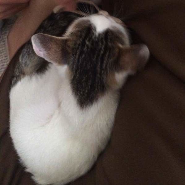 頭にハートマークのある猫