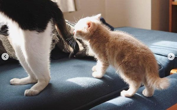 ねくすちゃん