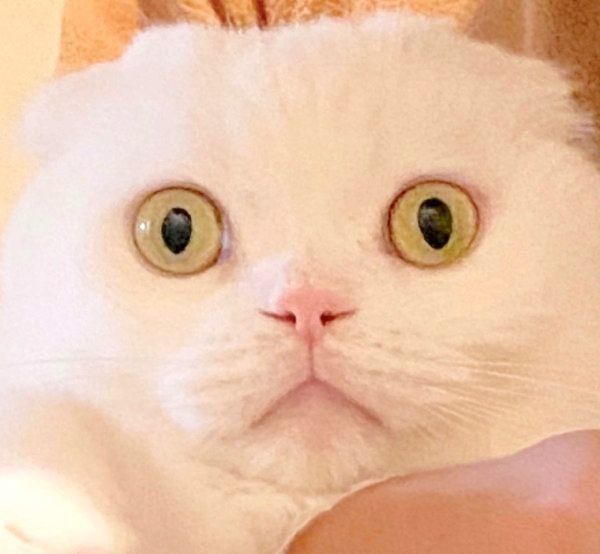 ものすごい目ヂカラで訴えかけるむくちゃん