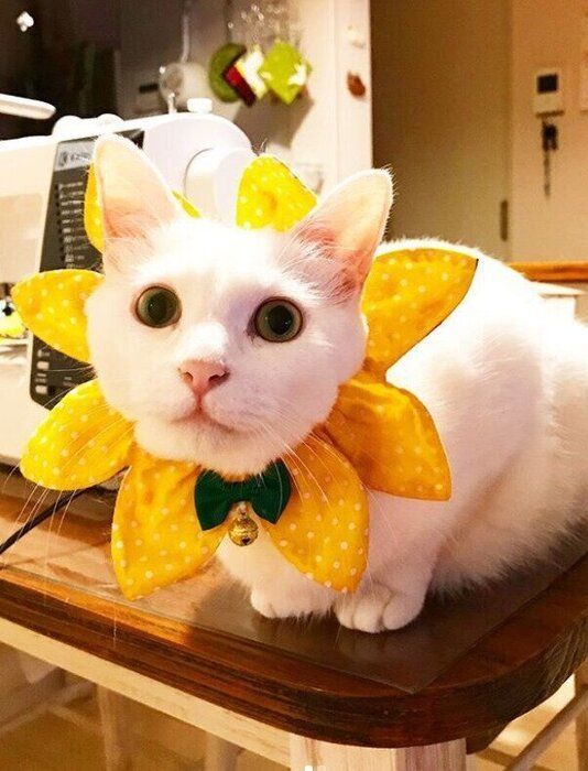 黄色が良く似合う永遠ちゃん