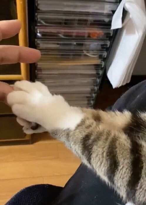 プロの対応を見せるねこじろうくん