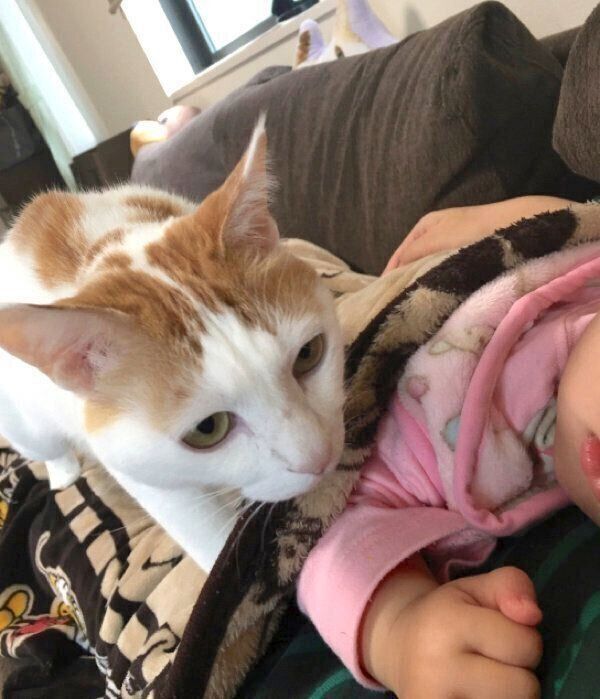 飼い主さんの顔のほうにやってきたむぎちゃん