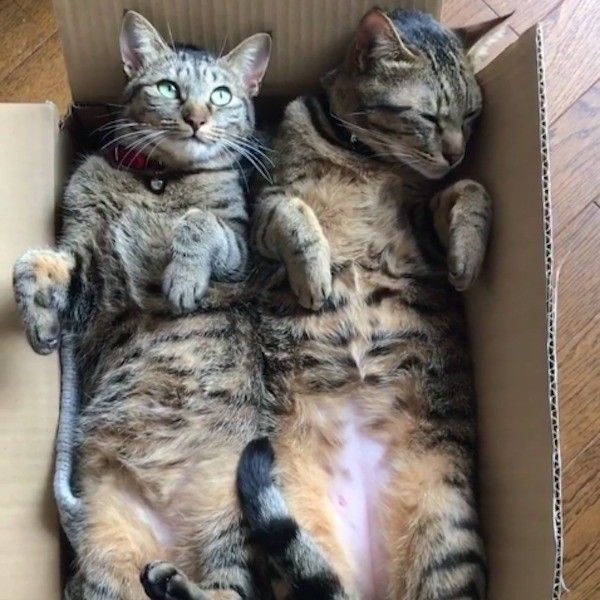 猫の箱詰め