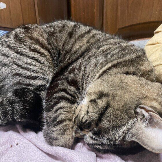 眠る猫