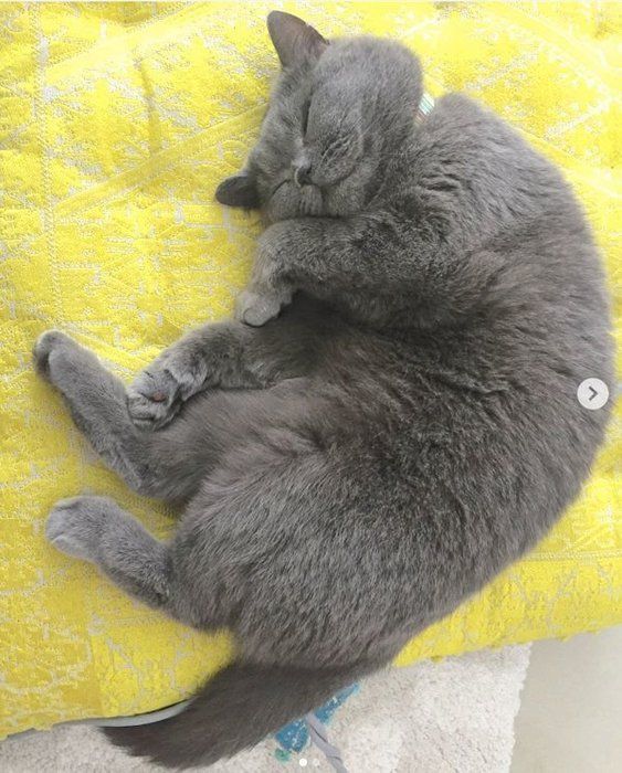 元保護猫・ブリティッシュショートヘアのルナ子ちゃん