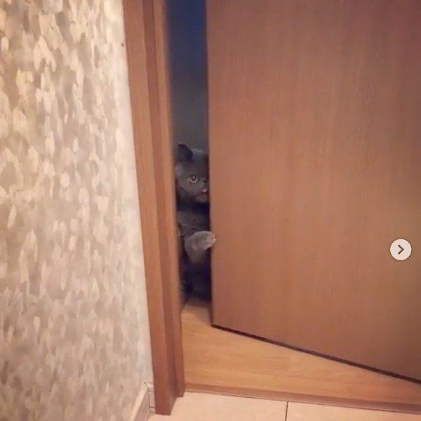 トイレまでママに着いて行っちゃうエキゾチックショートヘアー