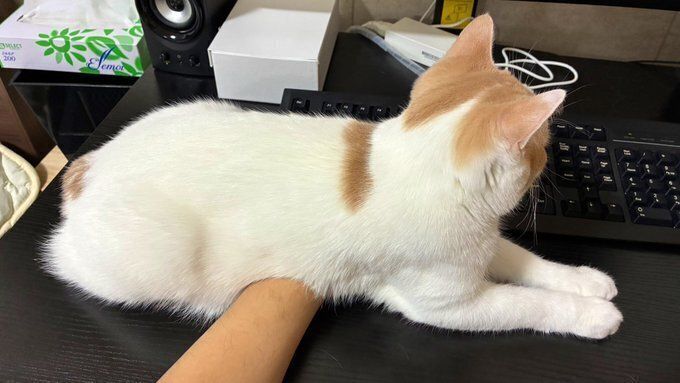 飼い主の腕の上に乗るマンチカン