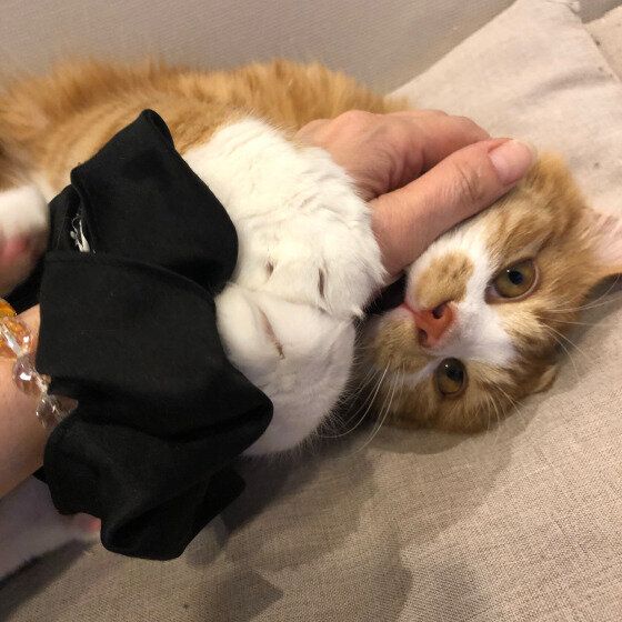 遊ぶ猫