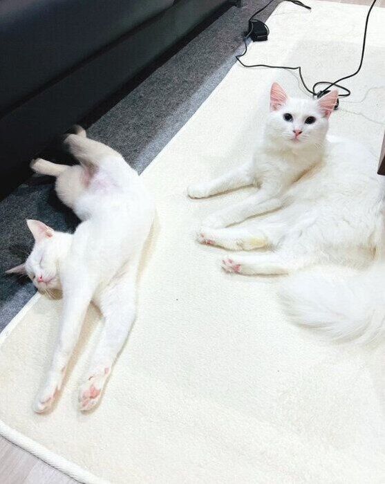 くつろいでいる2匹の猫