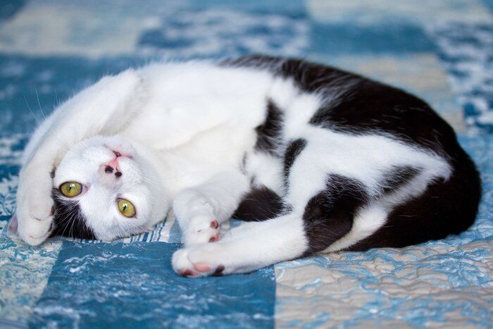 仰向けに寝転がる白黒猫